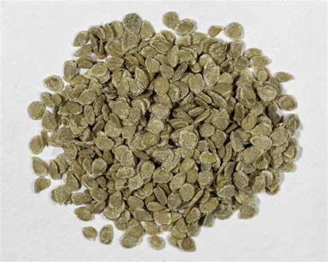 Tomato seed .
